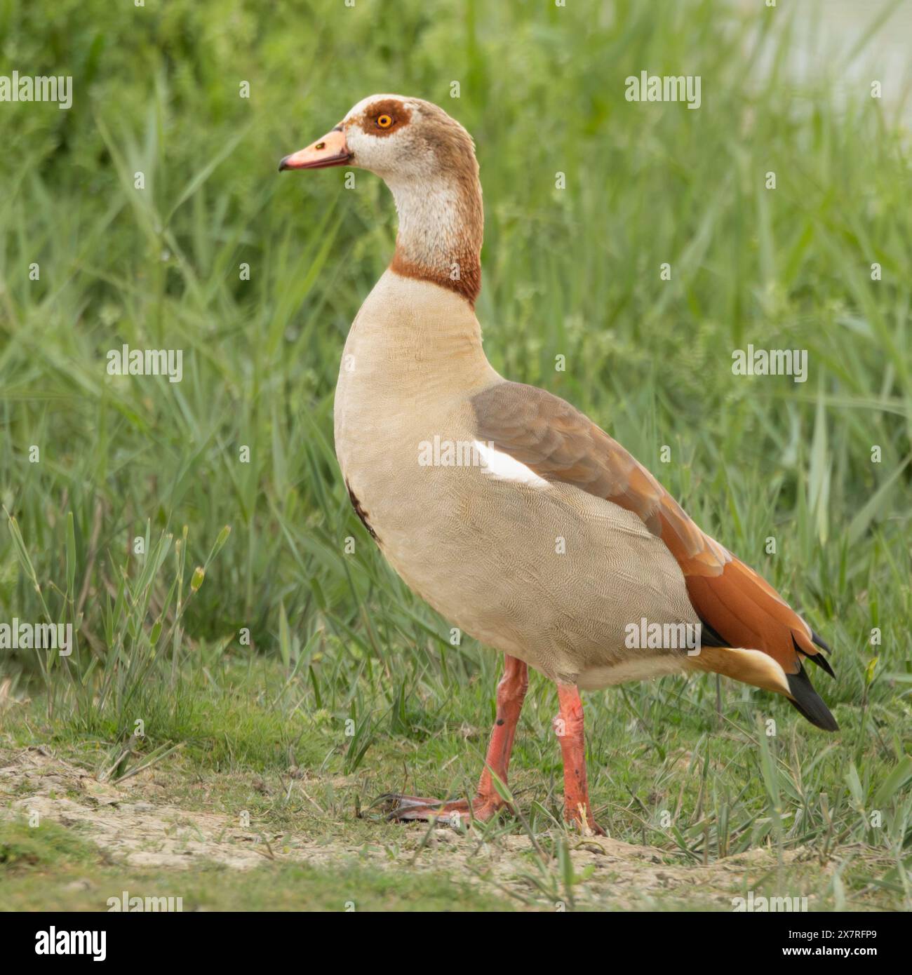 Egytian Goose, Norfolk, Großbritannien Stockfoto