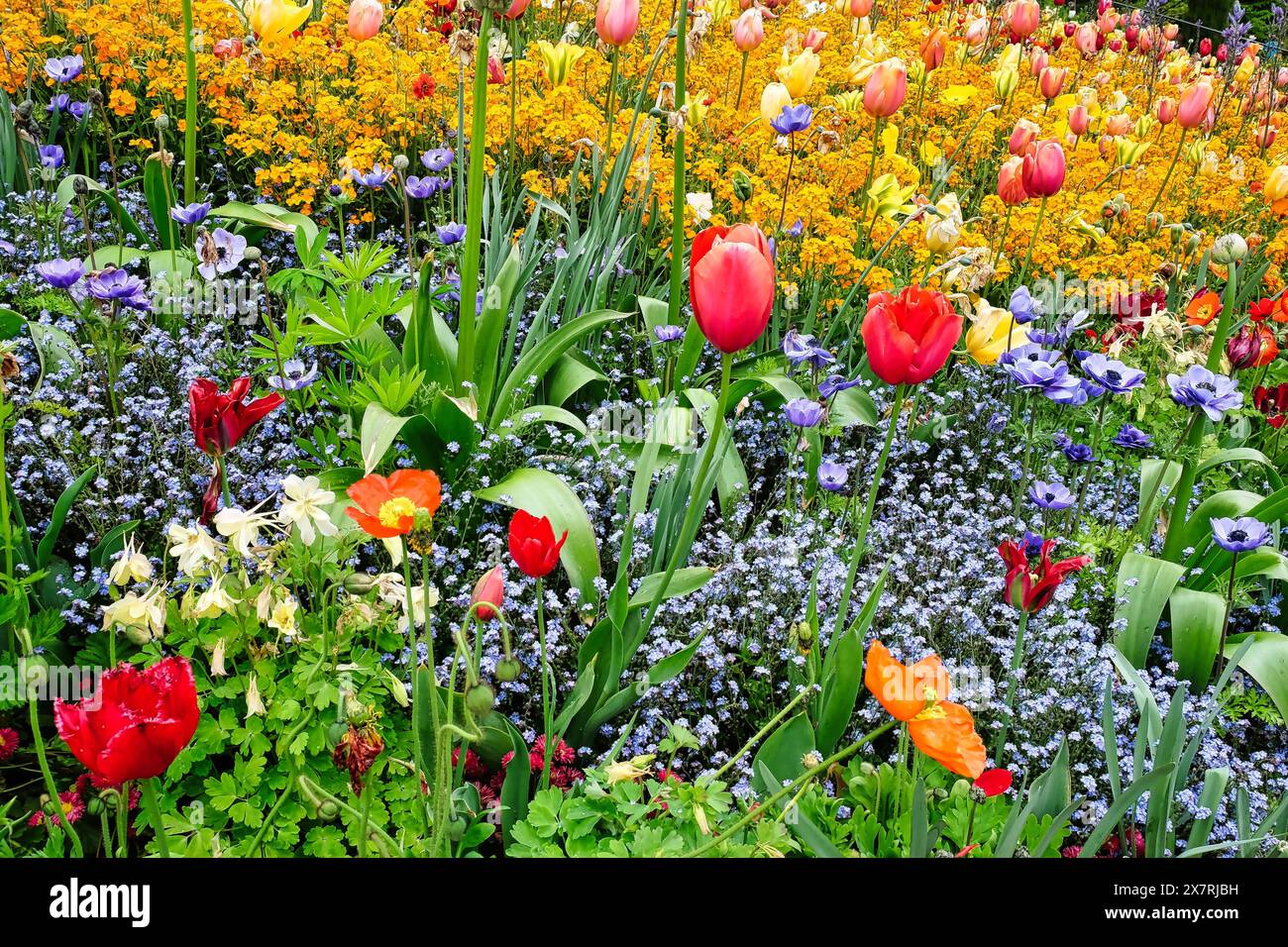 Unser farbenfrohes Blumenmeer - Tulpen, Vergissmeinnots, deutschland, Bodensee Stockfoto