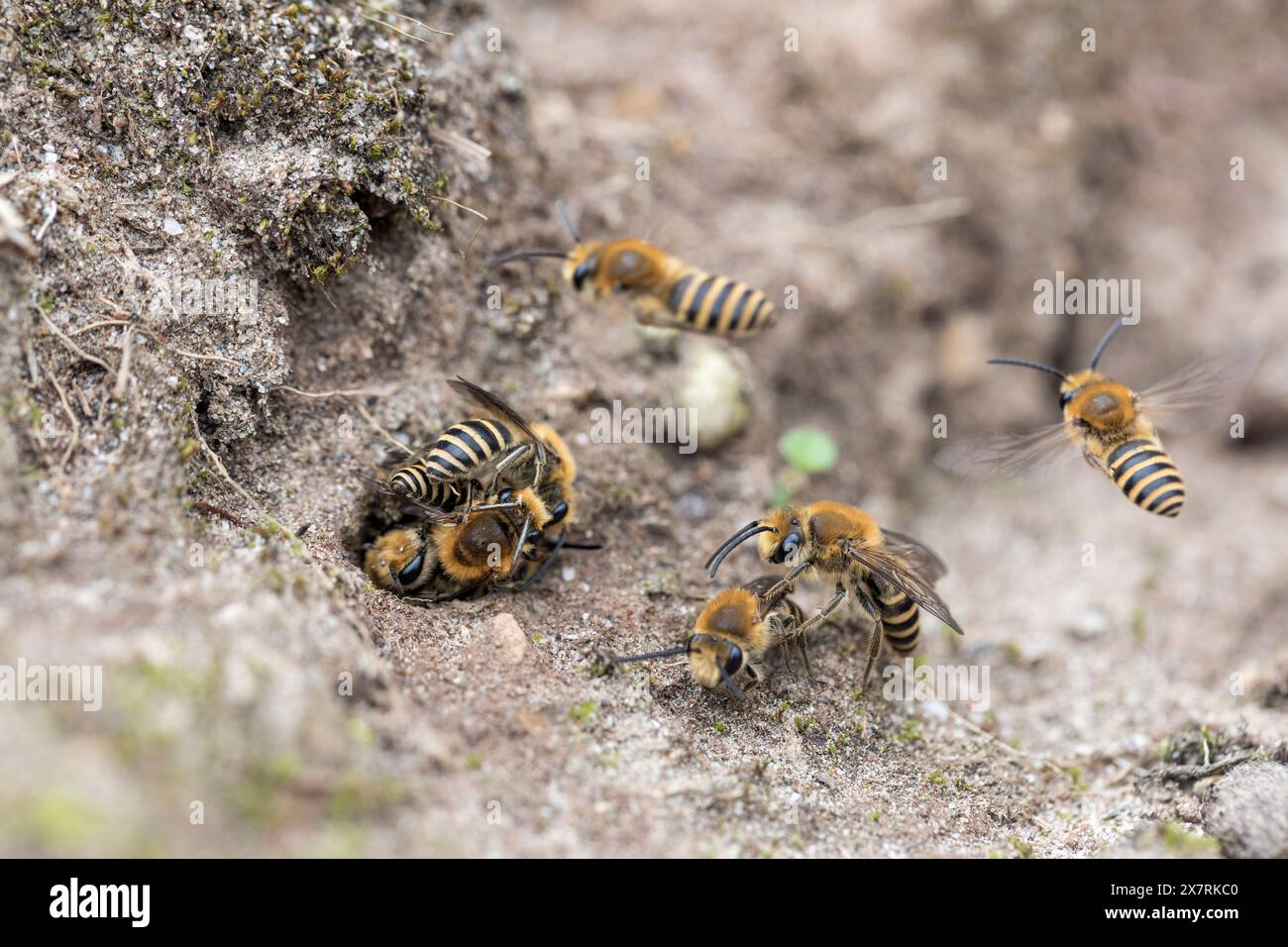 Ivy Mining Bee; Colletes hederae; Flying; UK Stockfoto