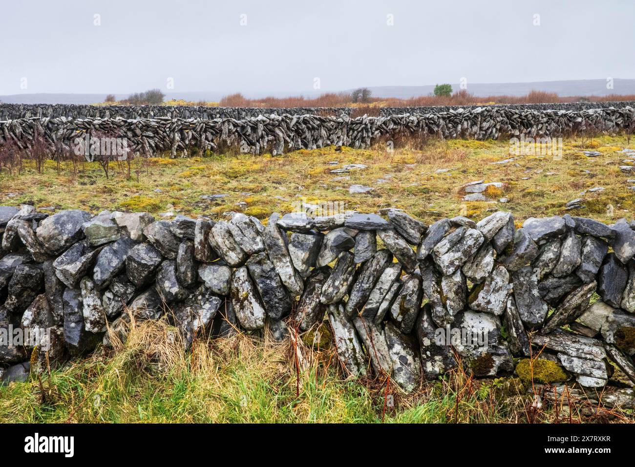 Trockenmauer Rinderfeld irland Stockfoto