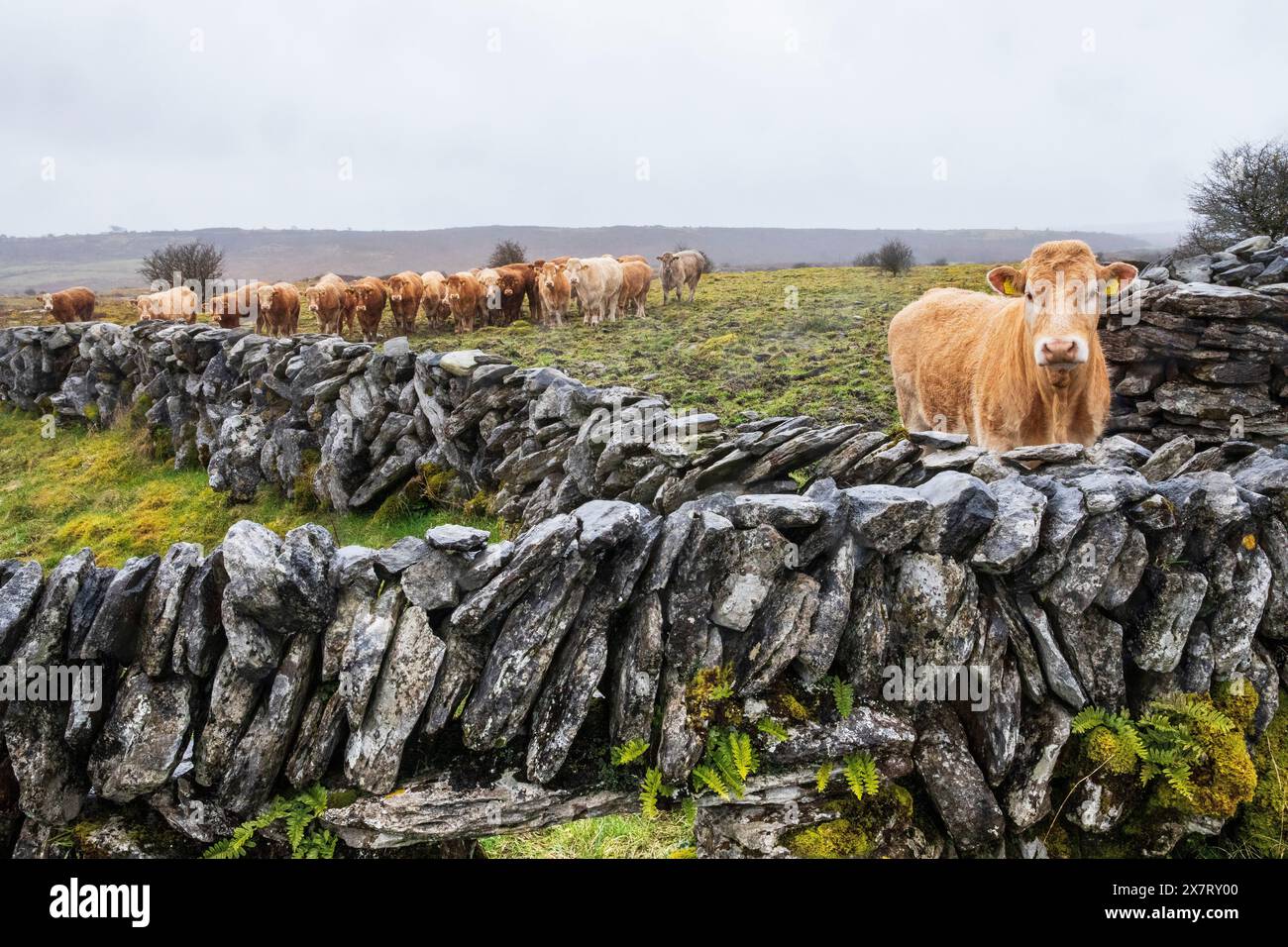 Trockenmauer Rinderfeld irland Stockfoto