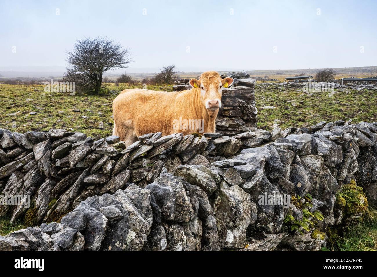 Trockenmauer Rinderfeld irland Stockfoto