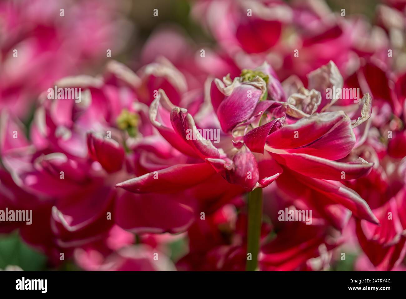 Üppige bunte Tulpe mit voller Blüte aus nächster Nähe Tulipa Stockfoto