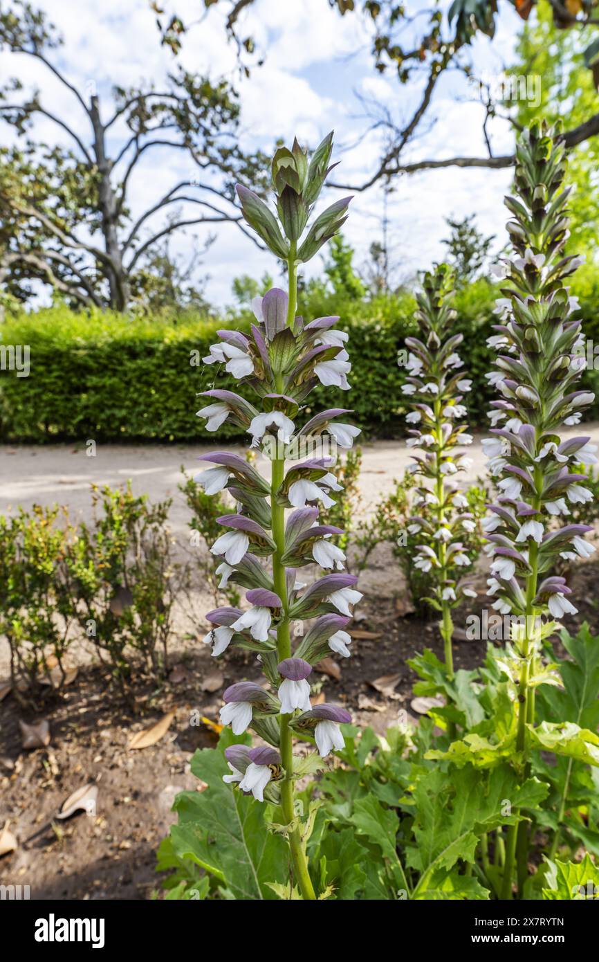 Die Acanthus (Acanthus mollis) ist eine Pflanzenart aus der Familie der Acanthaceae Stockfoto