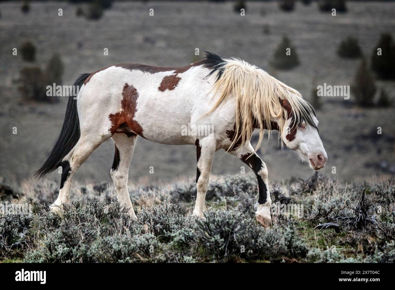 Die Steens Mountain Wildpferde können von Pinto über Buchsleder, Sauerampfer, Bucht, Palomino, Graubraun und Schwarz reichen. Stockfoto