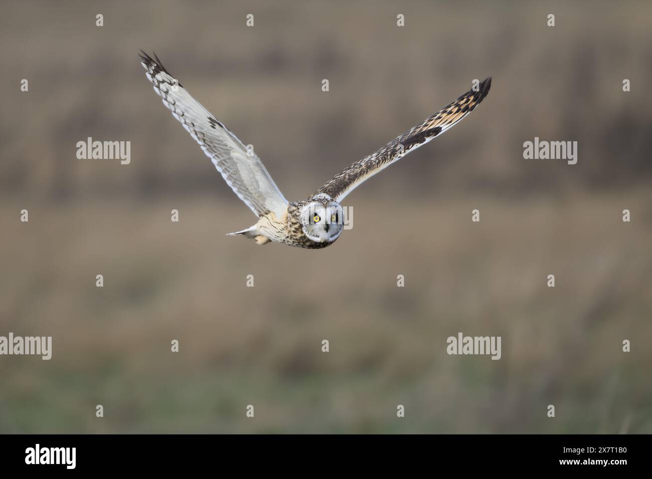 Kurzohr-Eule im Flug mit V-förmigen Flügeln während der Jagd im Winter Stockfoto
