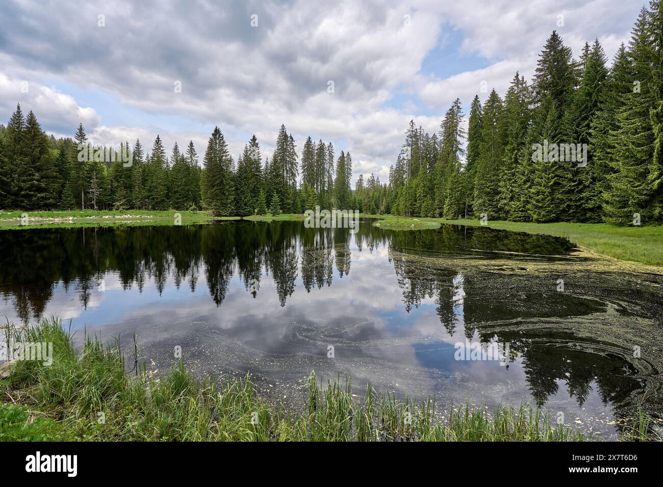 Landschaft mit geheimnisvollem Schwarzwasser-Seekelake im Nationalpark Bayerischer Wald bei Spiegelau, Bayern, Deutschland Stockfoto