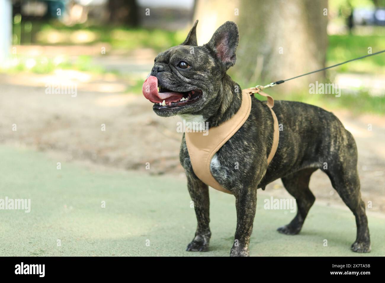 Französische Bulldogge auf einem Spaziergang. Hund in einem Gurtzeug. Bulldog dunkle Fellfarbe. Haustier. Junger Hund im Gurtzeug. Französische Bulldogge-Rasse, die an der Leine im Park läuft. W Stockfoto