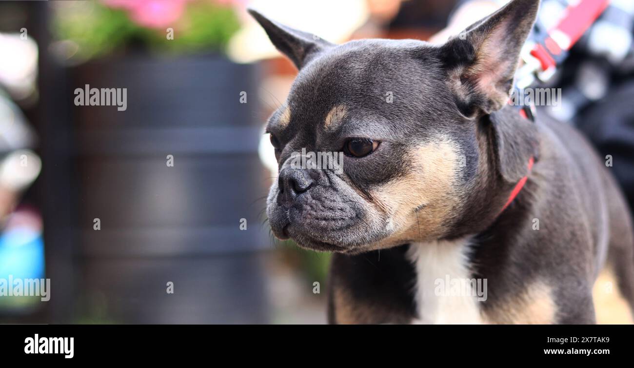 Französische Bulldogge auf einem Spaziergang. Der Hund läuft auf der Straße. Bulldog dunkle Fellfarbe. Ein Haustier. Ein Hund ist ein menschlicher bester Freund. Stammhund. Junger Hund auf A Stockfoto