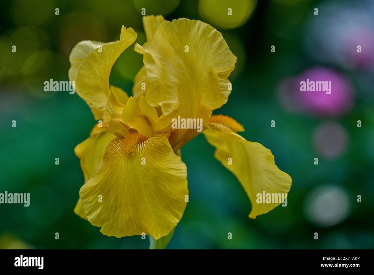 Üppige bunte Irisblume aus nächster Nähe Stockfoto