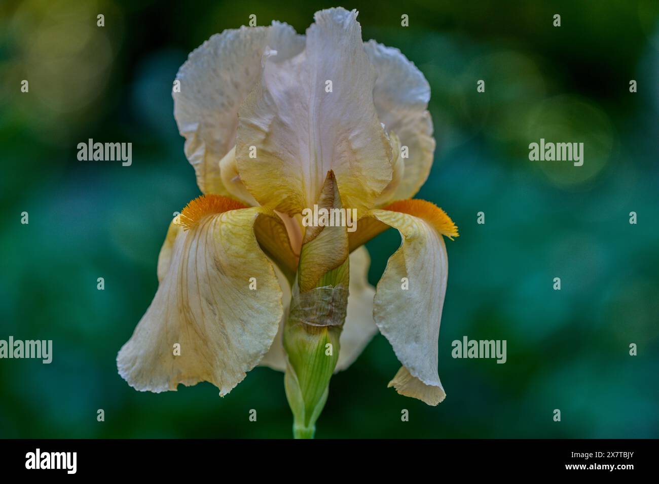 Üppige bunte Irisblume aus nächster Nähe Stockfoto