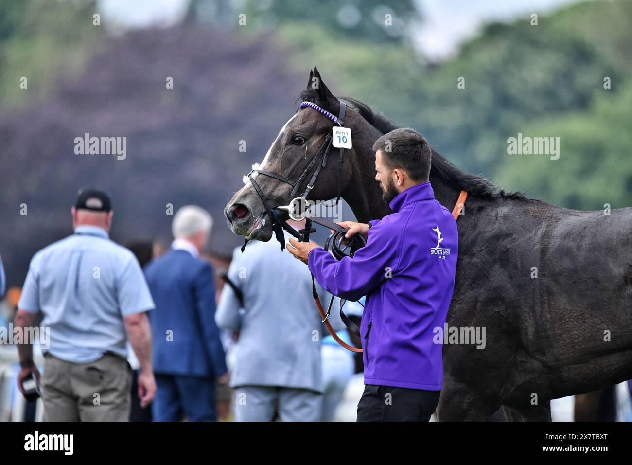 PFERDEDAME DORCHESTER Stockfoto