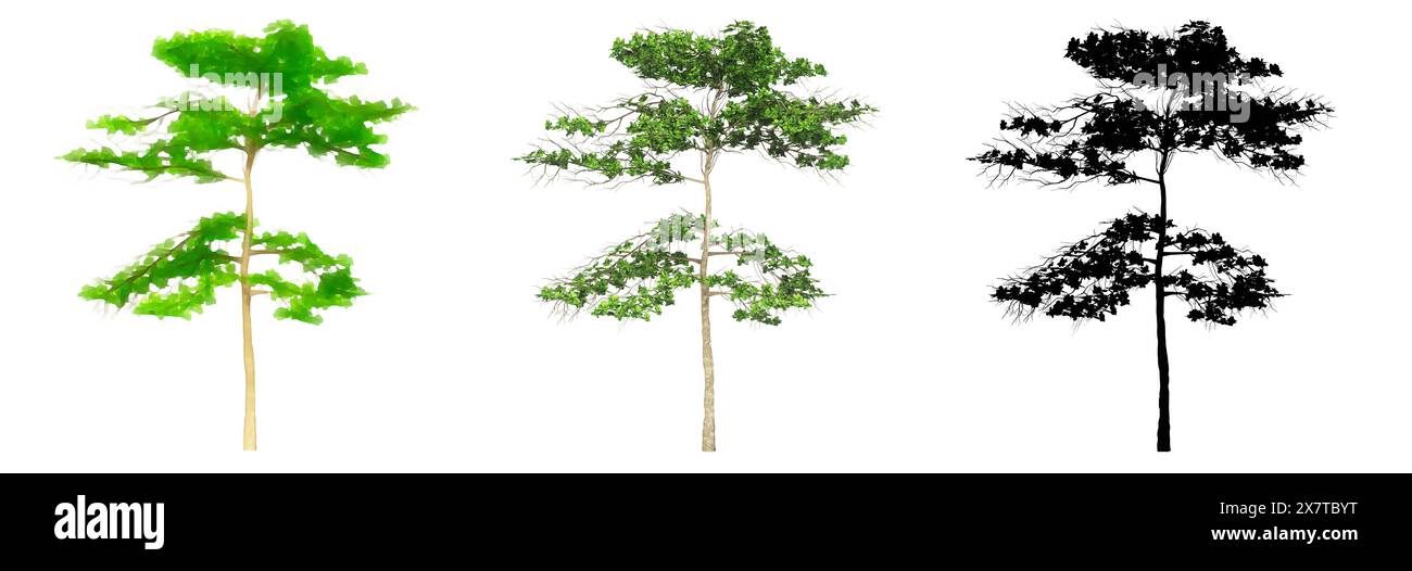 Set oder Sammlung von Mandelbäumen, bemalt, Natur und als schwarze Silhouette auf weißem Hintergrund. Konzept oder konzeptionelle 3D Illustration für die Natur, e Stockfoto