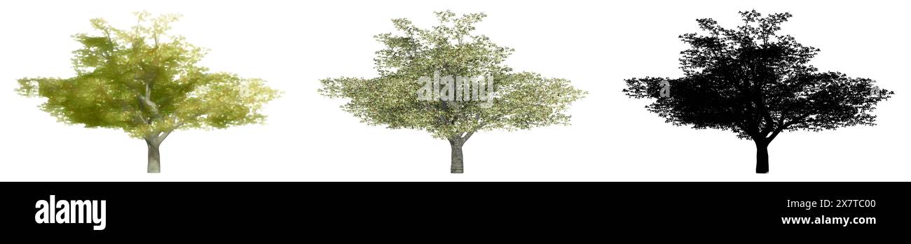 Set oder Sammlung von Kirschbäumen, bemalt, Natur und als schwarze Silhouette auf weißem Hintergrund. Konzept oder konzeptionelle 3D Illustration für die Natur, e Stockfoto