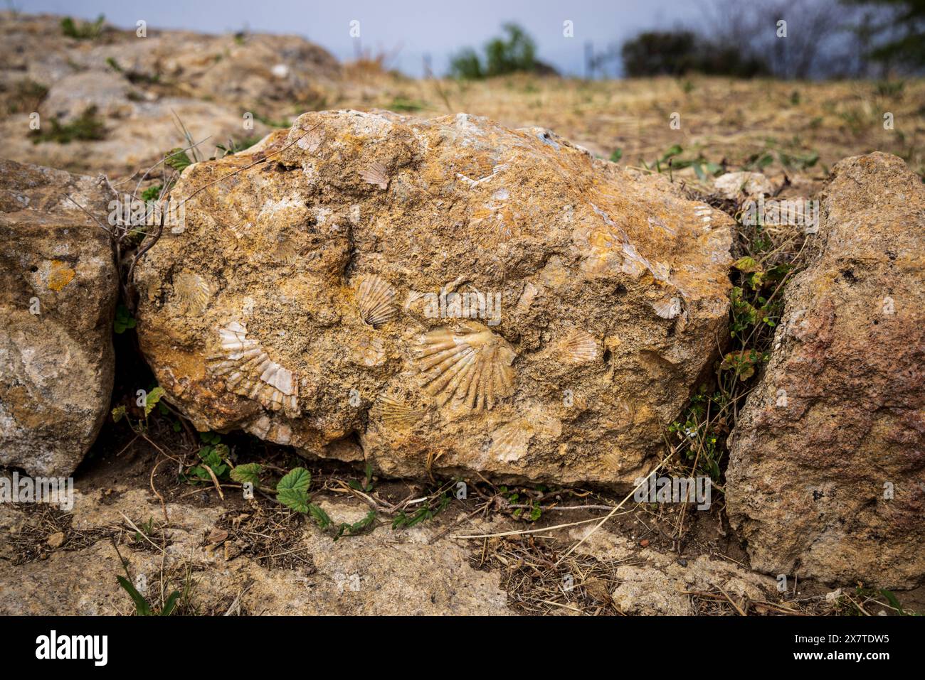Die Kalksteinbausteine der antiken griechischen Siedlung Morgantina mit fossilen Muscheln auf Sizilien Stockfoto