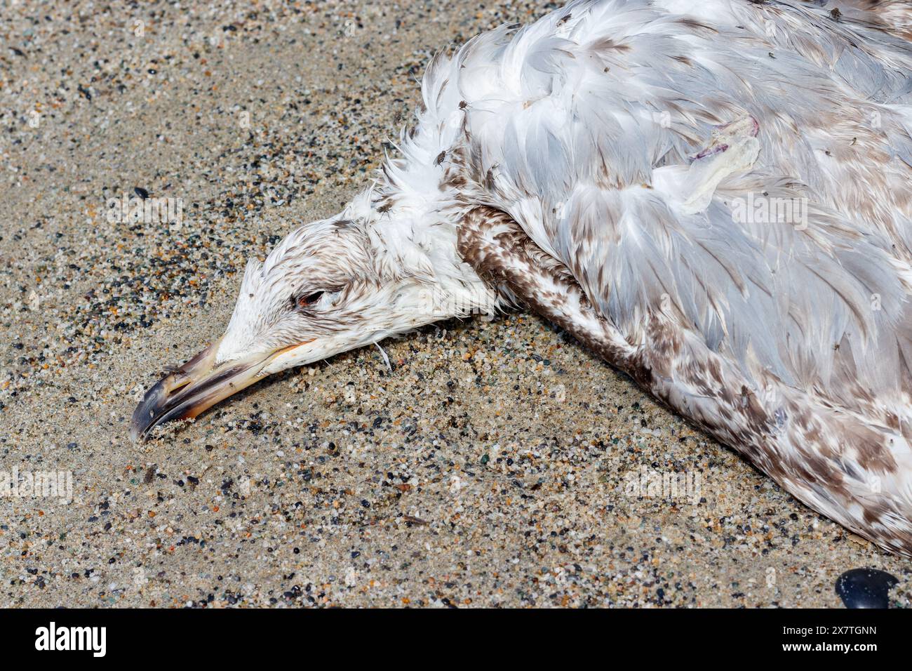 Toter Vogel, junge Möwe, die am Sandstrand in ital liegt Stockfoto