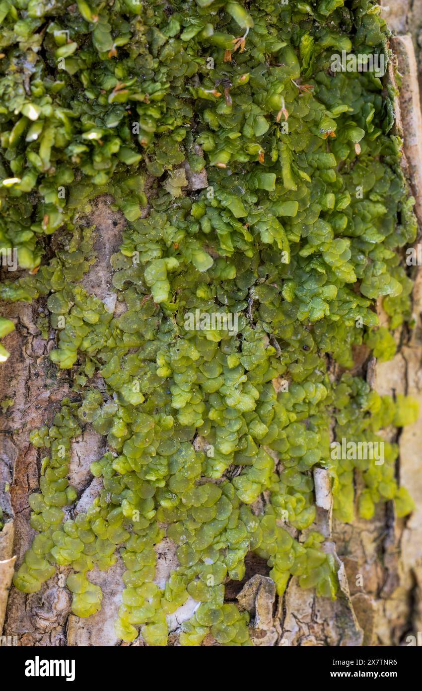 Flachblättriges Kopfkraut Stockfoto