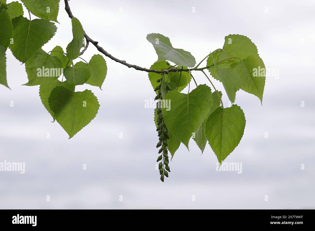 Östlicher Baumzweig Blätter Schote Stockfoto