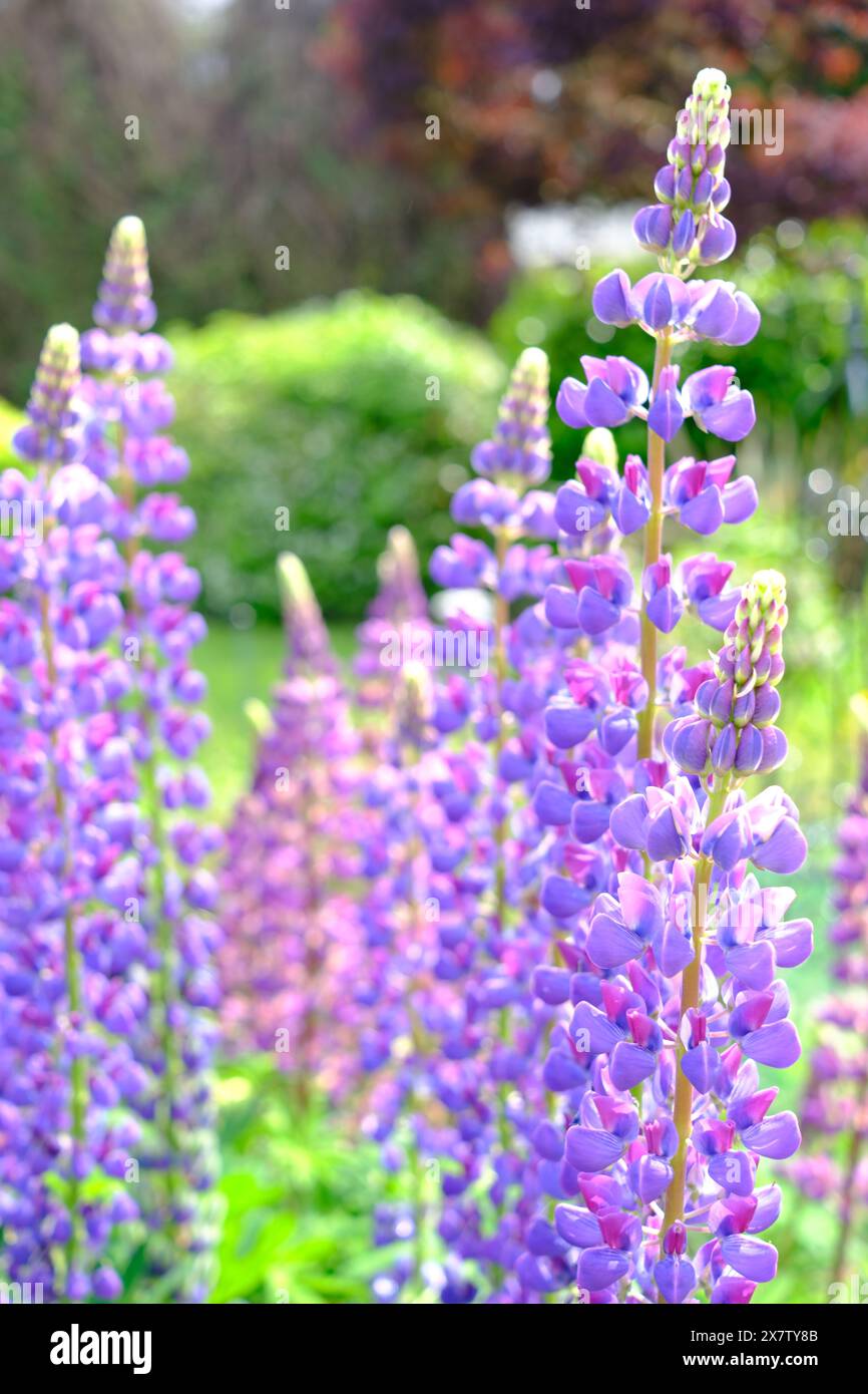 Lupinen in einem englischen Garten Stockfoto