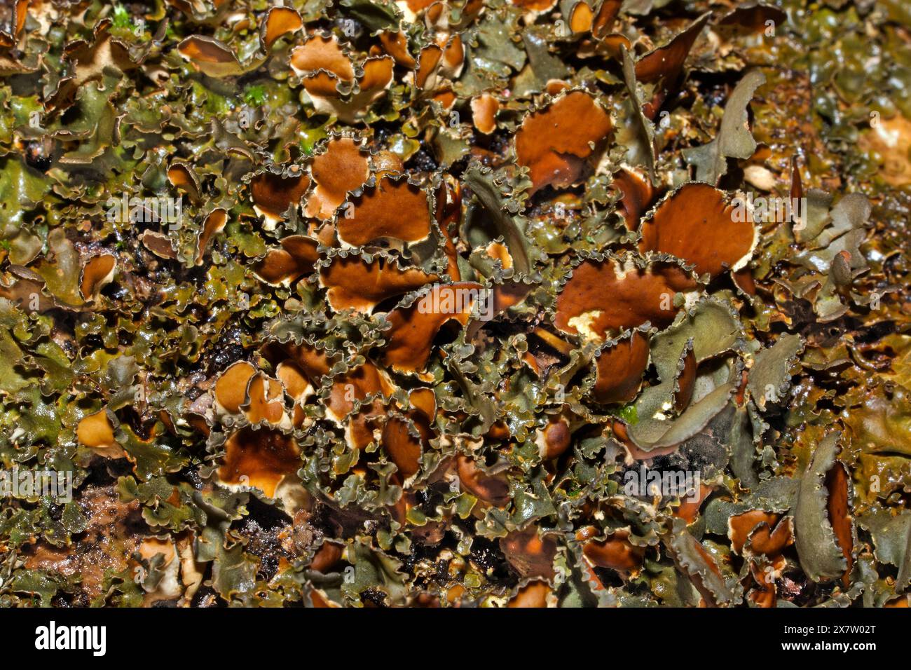 Die Flechten Nephroma laevigatum kommt in alten ozeanischen Wäldern vor und wird als Indikatorart für den „alten Wald“ eingestuft. Es hat eine globale Verteilung. Stockfoto Die Flechten Nephroma laevigatum kommt in alten ozeanischen Wäldern vor und wird als Indikatorart für den „alten Wald“ eingestuft. Es hat eine globale Verteilung. Stockfoto