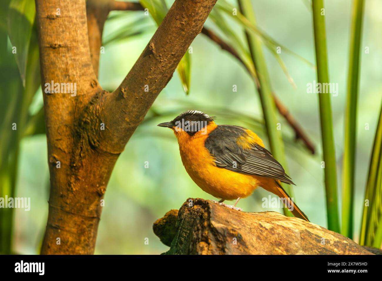 Der schneegekrönte Robin-Chat, der in Afrika südlich der Sahara beheimatet ist, ernährt sich von Insekten und Früchten. Dieses Foto zeigt sein leuchtendes Gefieder und sein unverwechselbares weiß Stockfoto