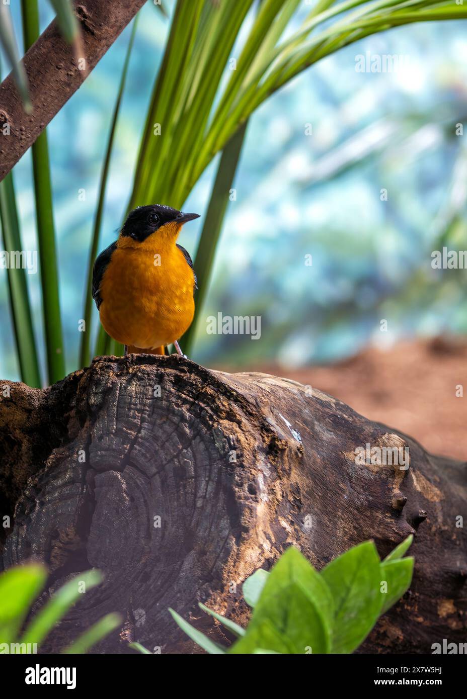 Der schneegekrönte Robin-Chat, der in Afrika südlich der Sahara beheimatet ist, ernährt sich von Insekten und Früchten. Dieses Foto zeigt sein leuchtendes Gefieder und sein unverwechselbares weiß Stockfoto