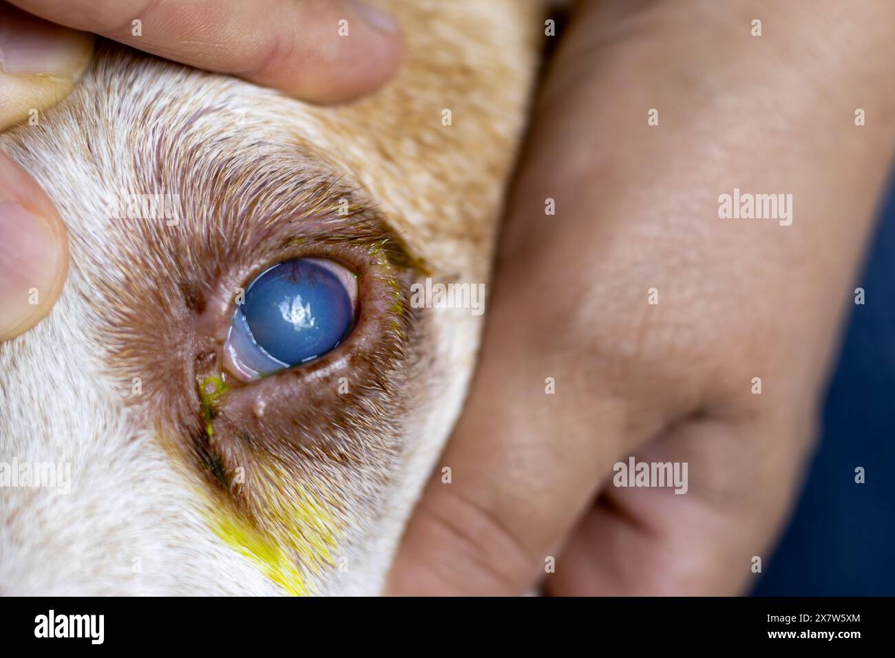 Diese Nahaufnahme fängt den trüben Blick eines Hundeauges mit einem Katarak ein Stockfoto