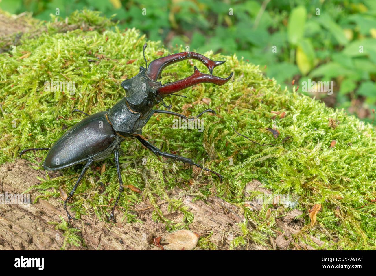 Hirschkäfer-Männchen (Lucanus cervus) auf dem Stamm eines toten Baumes im Frühling. BAS Rhin Elsass, Grand EST, Frankreich, Europa. Stockfoto