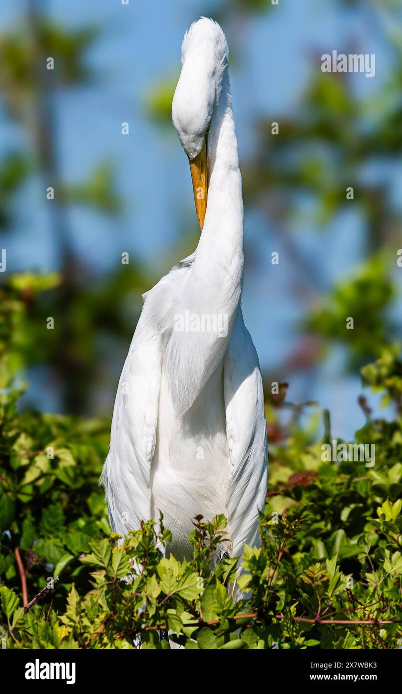 Großer Reiher zum Ausruhen Stockfoto