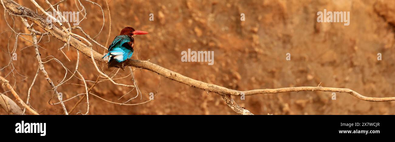 Die atemberaubende Tierwelt des Ranthambore National Park Stockfoto