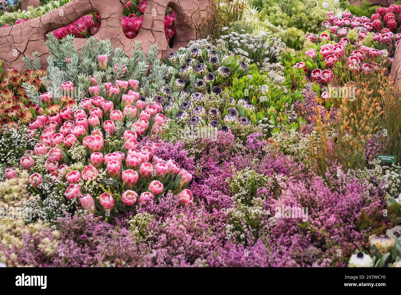 London, Großbritannien. Mai 2024. Die Ausstellung „Cape Flora Kingdom“ von Leon Kluge Garden Design aus Südafrika im Großen Pavillon hat eine Goldmedaille von Chelsea gewonnen. Nach dem gestrigen Pressetag mit herrlicher, warmer Sonne hat heute in der Chelsea Flower Show am Nachmittag viel Regen erlebt, aber die Besucher scheinen sowieso das Beste daraus gemacht zu haben. Quelle: Imageplotter/Alamy Live News Stockfoto