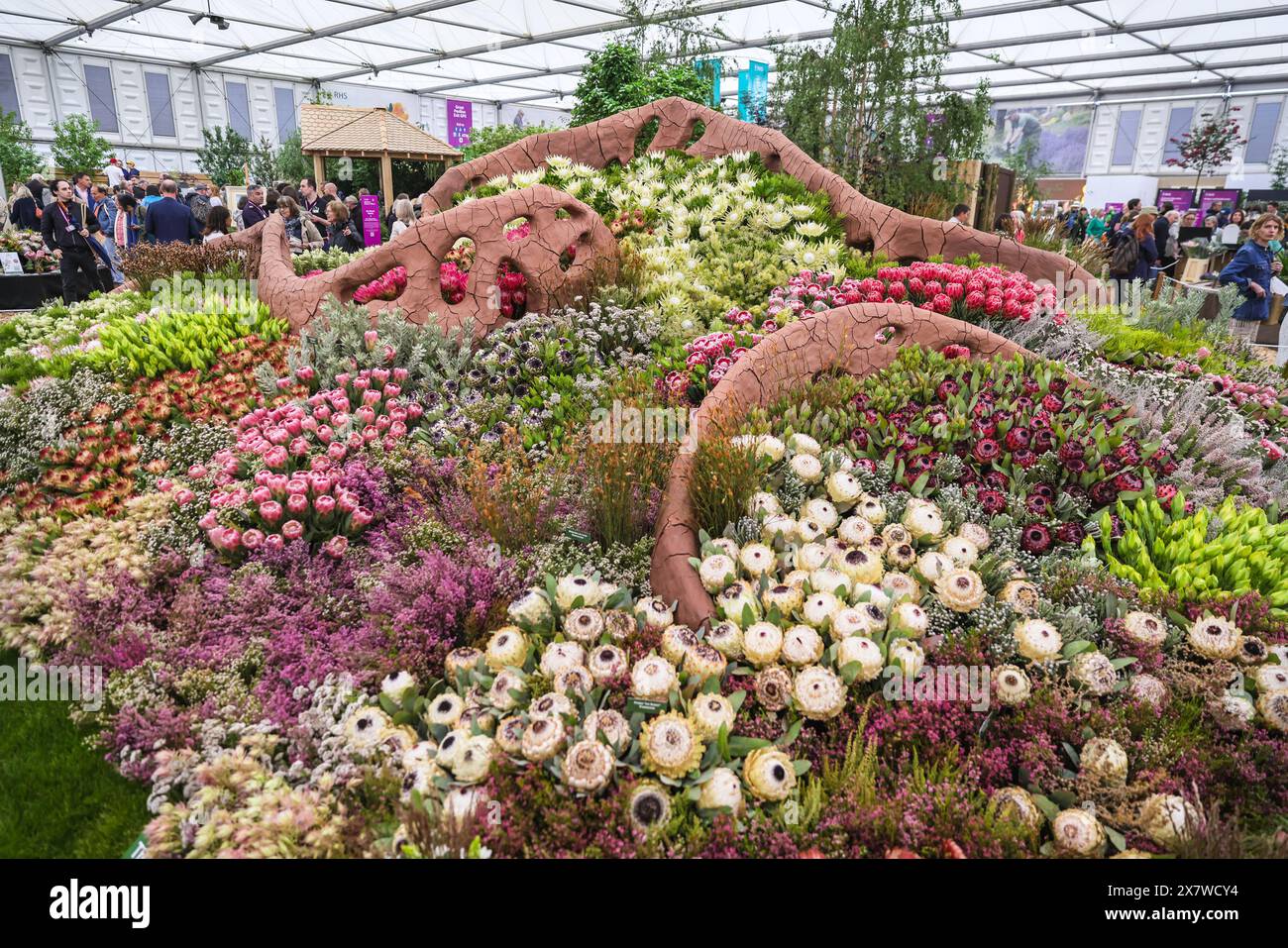 London, Großbritannien. Mai 2024. Die Ausstellung „Cape Flora Kingdom“ von Leon Kluge Garden Design aus Südafrika im Großen Pavillon hat eine Goldmedaille von Chelsea gewonnen. Nach dem gestrigen Pressetag mit herrlicher, warmer Sonne hat heute in der Chelsea Flower Show am Nachmittag viel Regen erlebt, aber die Besucher scheinen sowieso das Beste daraus gemacht zu haben. Quelle: Imageplotter/Alamy Live News Stockfoto