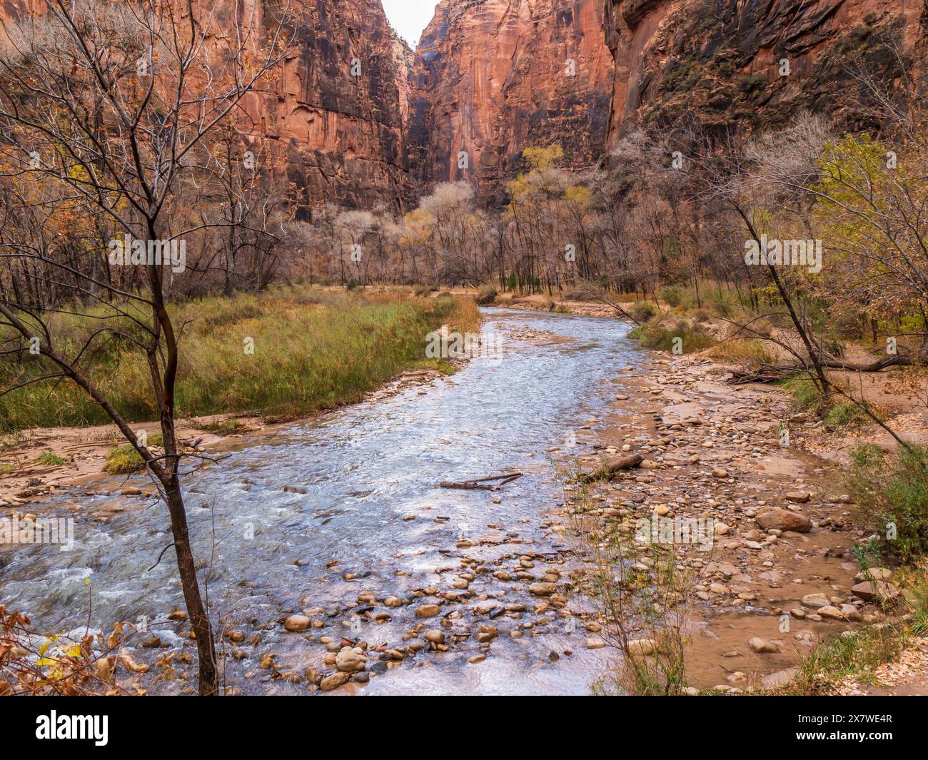 Virgin River Narrows, Riverside Walk, Zion National Park, Springdale, Utah. Stockfoto