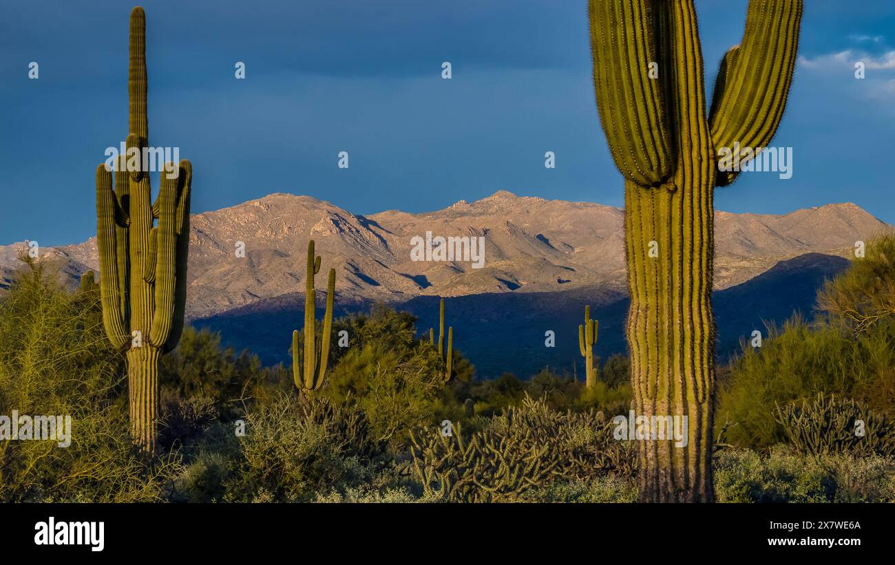 Mazatzal Mountains vom North Trail, McDowell Mountain Regional Park, Fountain Hills, Arizona. Stockfoto