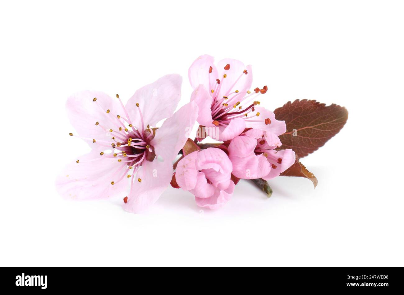 Schöne Frühlingsbaumblüten isoliert auf weiß Stockfoto