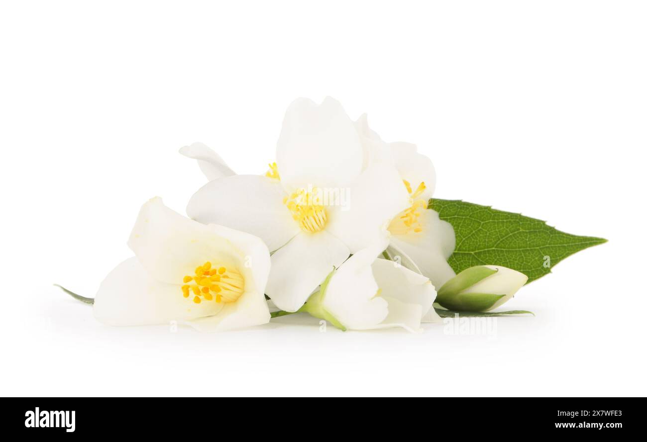 Ast von Jasminblüten und Blättern isoliert auf weiß Stockfoto