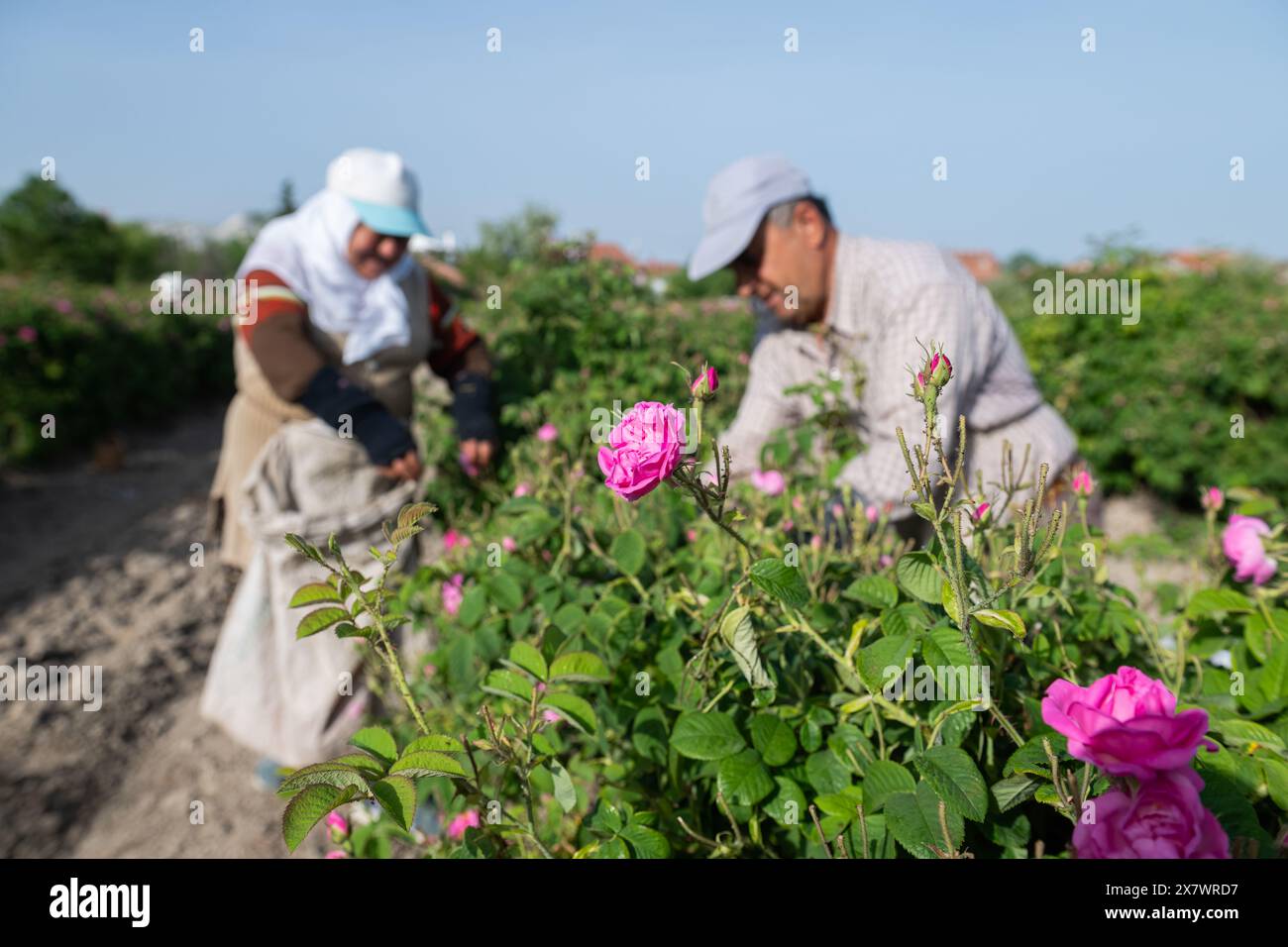 Rosen in den Rosenfeldern von Isparta, einer der berühmten Städte der Türkei. Arbeiter pflücken im Hintergrund Rosen. Stockfoto