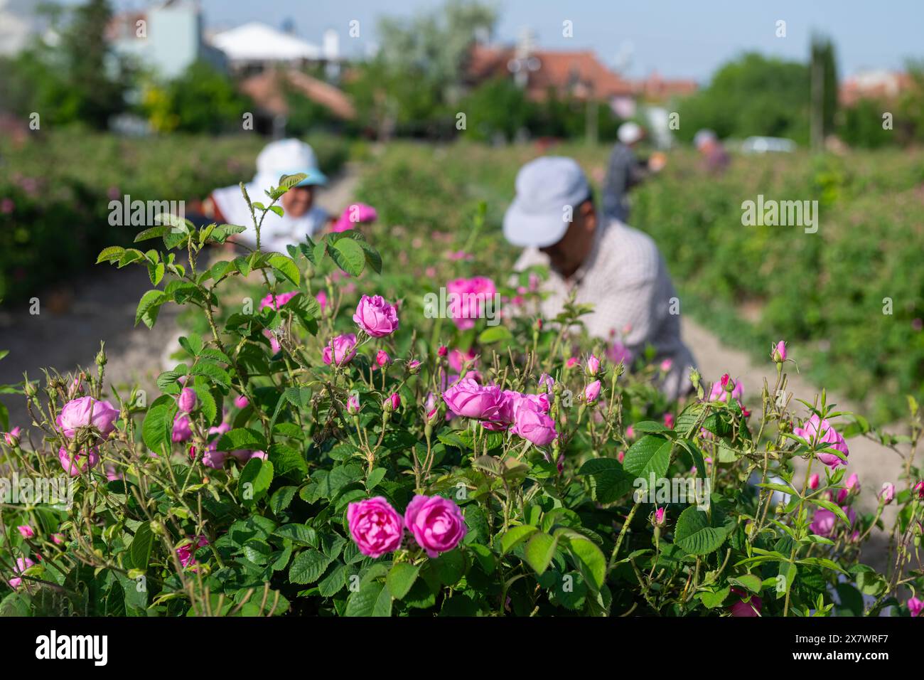 Rosen in den Rosenfeldern von Isparta, einer der berühmten Städte der Türkei. Arbeiter pflücken im Hintergrund Rosen. Stockfoto