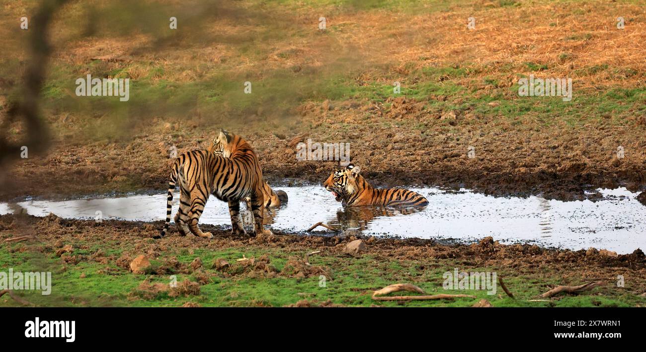 Die atemberaubende Tierwelt des Ranthambore National Park Stockfoto