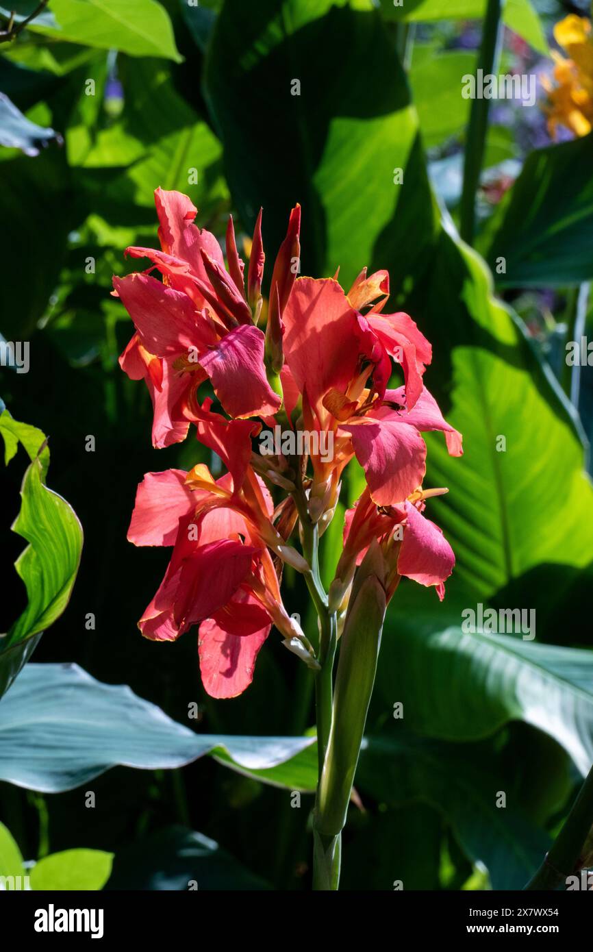 Indisches Blumenrohr, Blüten in Orangenfäule, Canna indica Stockfoto