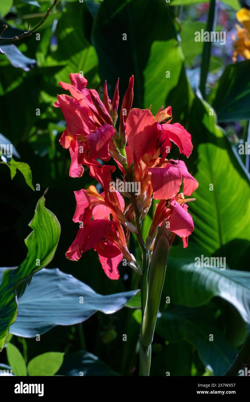Indisches Blumenrohr, Blüten in Orangenfäule, Canna indica Stockfoto
