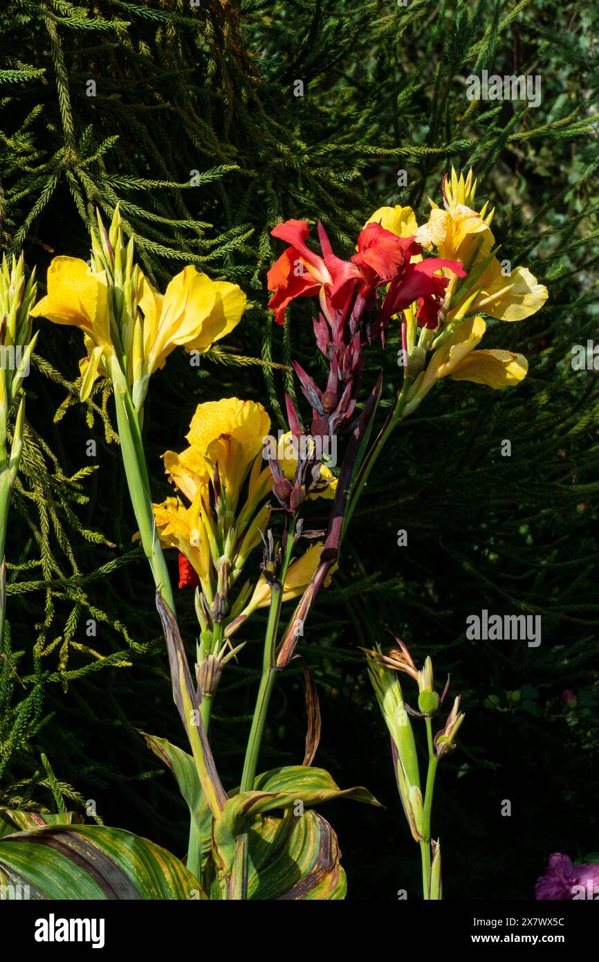Indisches Blumenrohr, Blüten in Orangenfäule, Canna indica Stockfoto