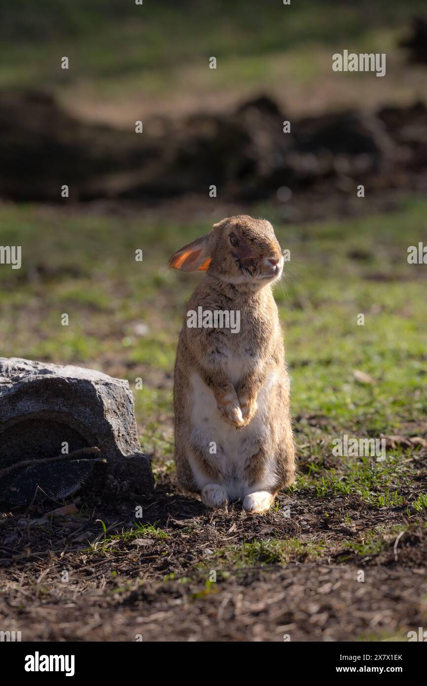 Wunderschönes braunes Kaninchen mit großen Ohren auf dem Gras im Park Stockfoto