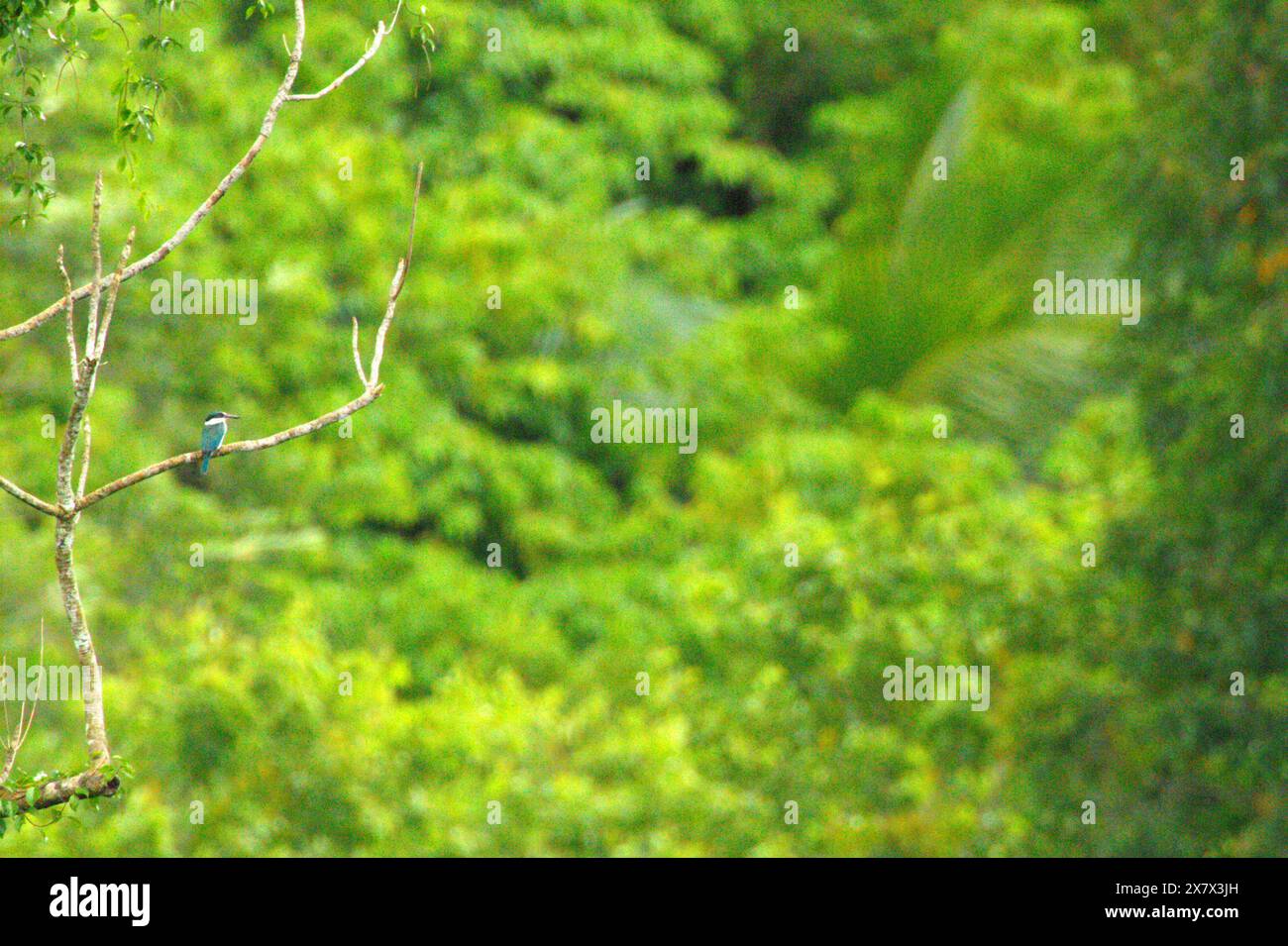 Ein waldvogel (Todiramphus macleayii) thront auf einem Ast in einem bewachsenen Gebiet in der Nähe des Mount Tangkoko und des Mount Duasudara (Dua Saudara) in Bitung, Nord-Sulawesi, Indonesien. Der Klimawandel ist einer der wichtigsten Faktoren, die die biologische Vielfalt weltweit mit alarmierender Geschwindigkeit beeinflussen, so ein Team von Wissenschaftlern unter der Leitung von Antonio acini Vasquez-Aguilar in ihrem Artikel vom März 2024 über environ Monit Assessment. Die International Union for Conservation of Nature (IUCN) sagt auch, dass steigende Temperaturen zu ökologischen, verhaltensbezogenen und physiologischen Veränderungen der Tierarten und der Artenvielfalt geführt haben. Stockfoto