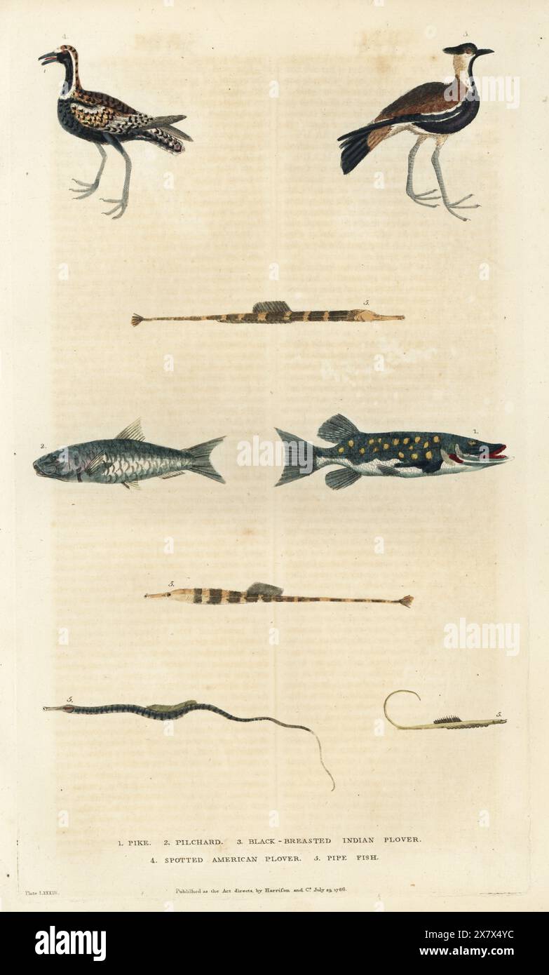 Nördlicher Hecht, Esox lucius 1, Europäischer Pilchard, Sardina pilchardus 2, nördlicher Kiebitz, Vanellus vanellus 3, amerikanischer Goldpfeifer, pluvialis dominica 4 und Pfeifenfisch, Syngnathus Art 5. Handkolorierter Kupferstich von Moses Harris aus William Frederic Martyn’s A New Dictionary of Natural History, Harrison, London, 1785. Pseudonym von William Fordyce Mavor, schottischer Priester, Lehrer und Schriftsteller, 1758-1837. Stockfoto