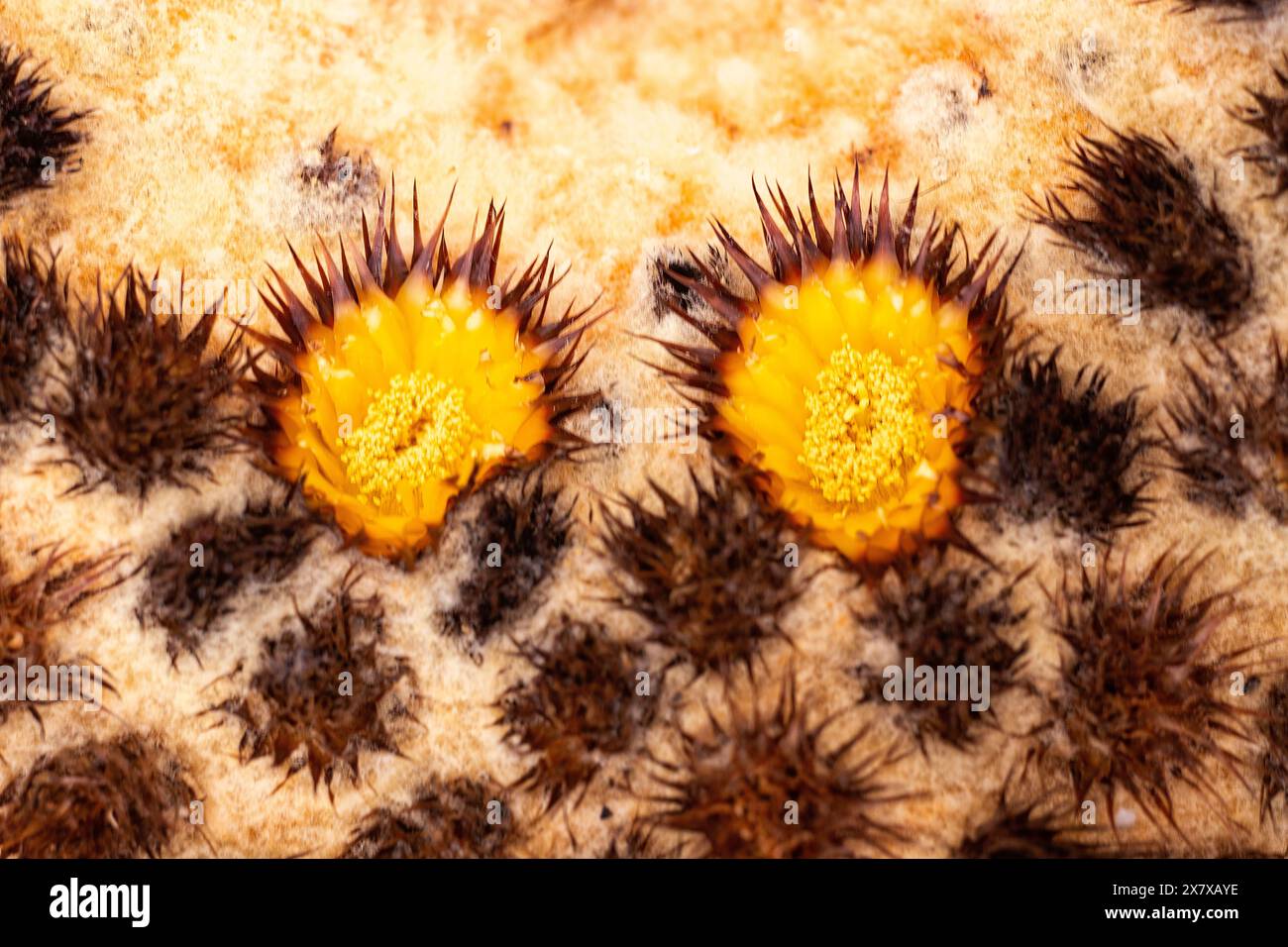 Goldfass-Kaktus (Echinocactus grusonii), Kakteen. Sehr bekannte saftige Zierpflanze. Stockfoto