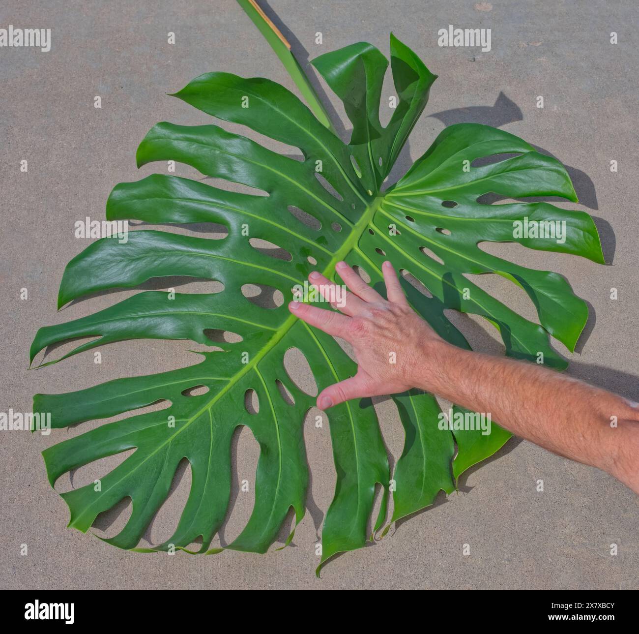 Riesige Monstera deliciosa Blatt in einem Garten Stockfotografie - Alamy
