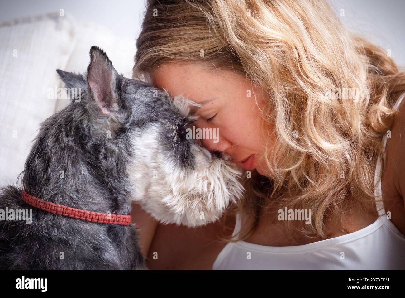 Porträt eines Mädchens und eines Schnauzer-Hundes, der sich die Stirn beugt Stockfoto