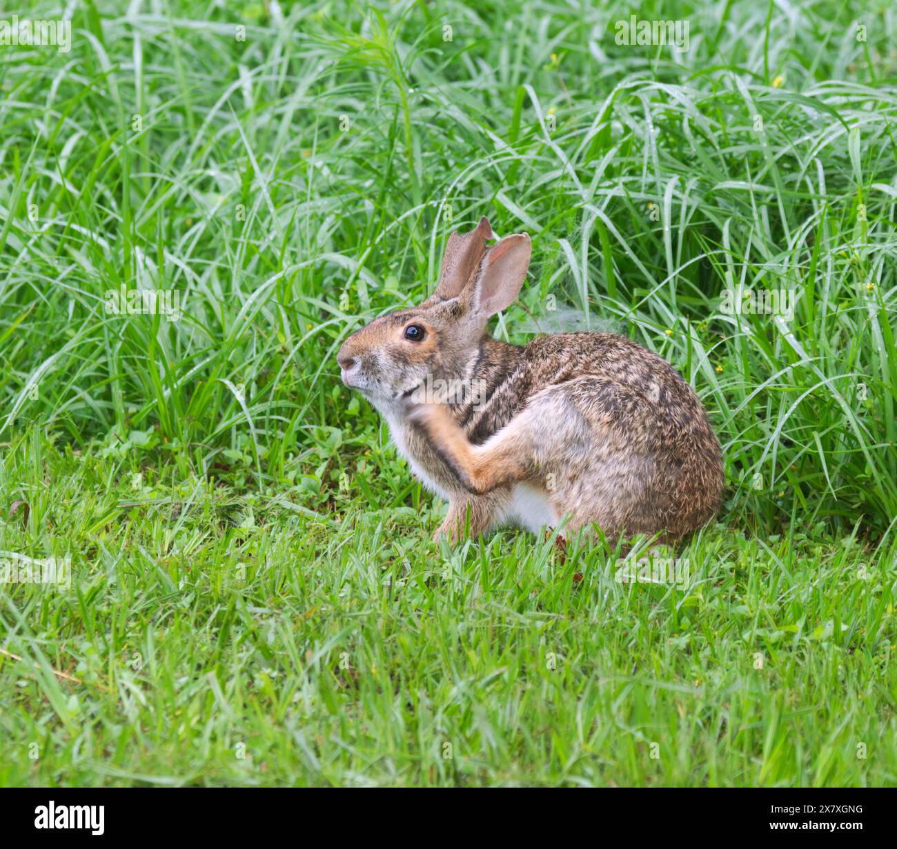 Sumpfkaninchen (Sylvilagus aquaticus), Brazos Bend State Park, Needville, Texas, USA. Stockfoto