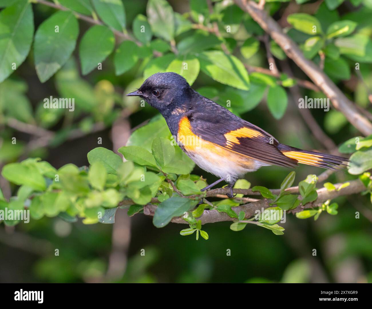 The American Redstart (Setophaga ruticilla), Galveston, Texas, USA Stockfoto